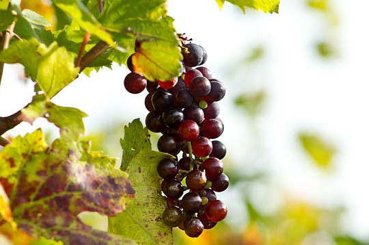 服务器攻击软件